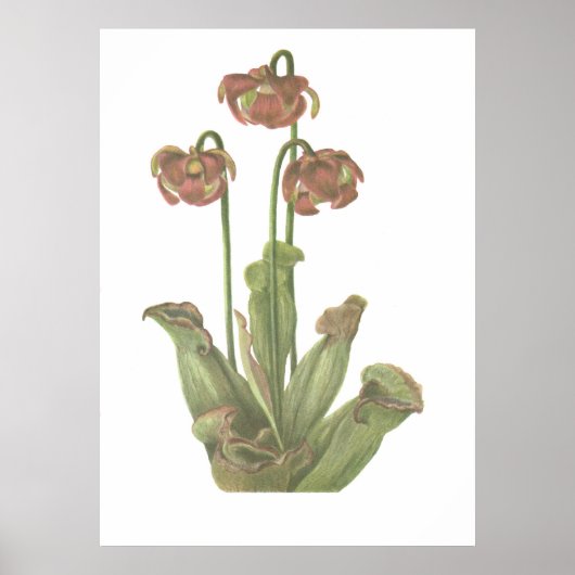 Carnivoren Plant - Sarracenia purpurea Poster (Voorkant)