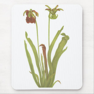 Carnivoren Plant - Sarracenia rubra Muismat
