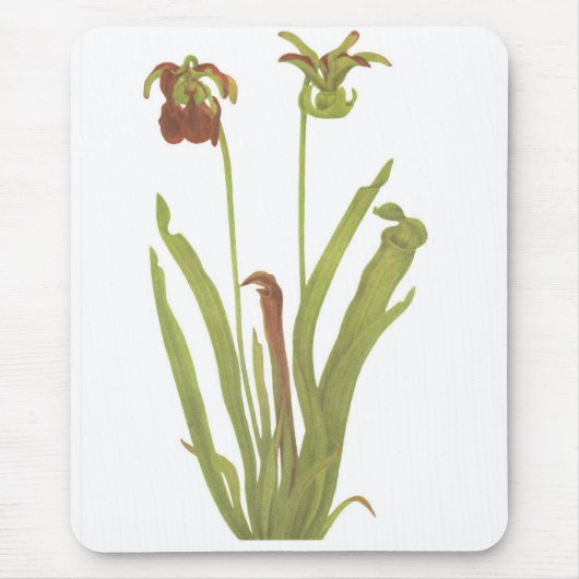 Carnivoren Plant - Sarracenia rubra Muismat (Voorkant)