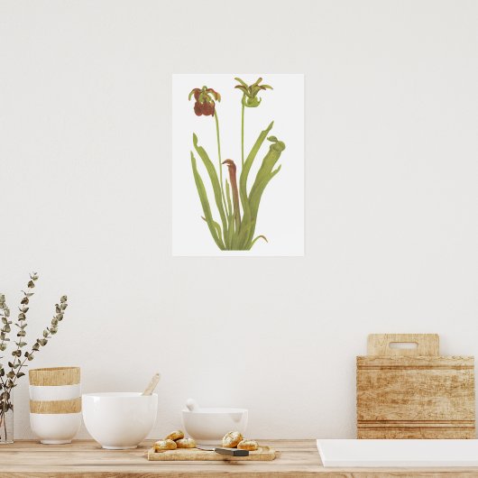 Carnivoren Plant - Sarracenia rubra Poster (Keuken)