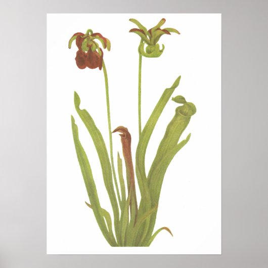 Carnivoren Plant - Sarracenia rubra Poster (Voorkant)