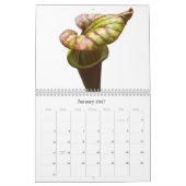 Carnivoren Planten Kalender (Jan 2027)