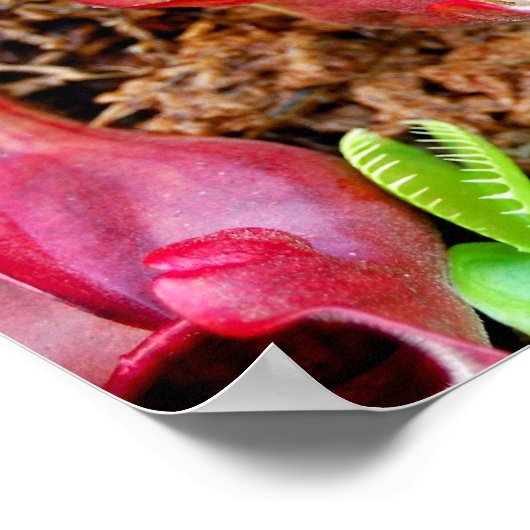 Carnivoren Planten Poster (Hoek)