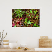 Carnivoren Planten Poster (Keuken)
