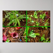 Carnivoren Planten Poster (Voorkant)