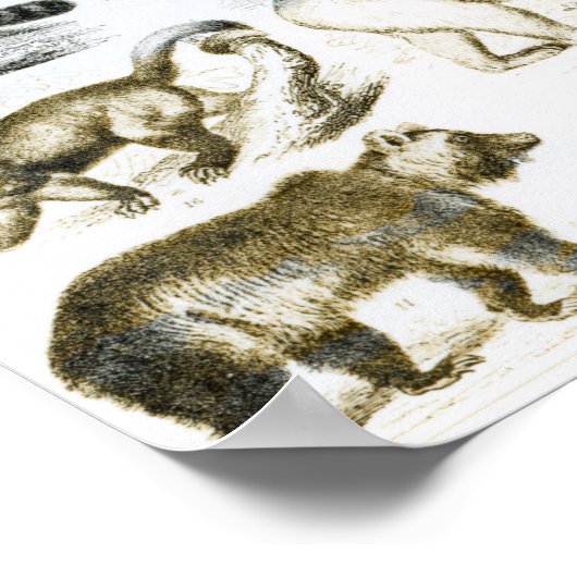 carnivoren poster (Hoek)