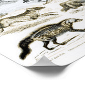 carnivoren poster (Hoek)