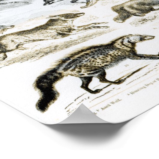 carnivoren poster (Hoek)