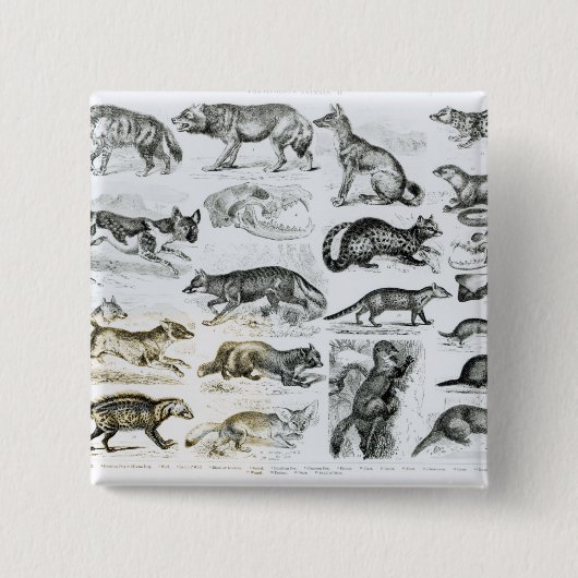 carnivoren vierkante button 5,1 cm (Voorkant)
