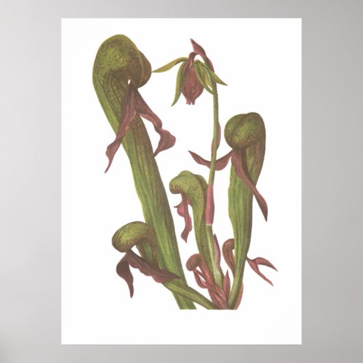 Carnivorous Plant - Darlingtonia californica Poster (Voorkant)