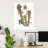 Carnivorous Plant - Darlingtonia californica Poster (Thuiskantoor)