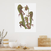 Carnivorous Plant - Darlingtonia californica Poster (Keuken)