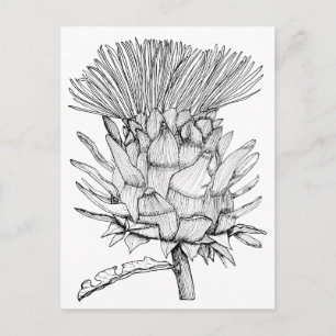 Caro de cardoon briefkaart