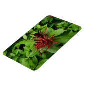 Carolina Allspice Flower in Raleigh NC Magneet (Linkerzijde)