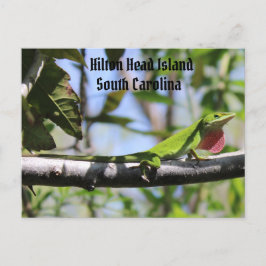 Carolina Anole Hilton Head Briefkaart