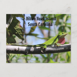 Carolina Anole Hilton Head Briefkaart