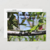 Carolina Anole Hilton Head Briefkaart (Voorkant / Achterkant)