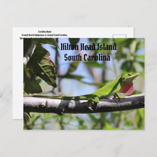 Carolina Anole Hilton Head Briefkaart (Voorkant / Achterkant)