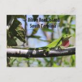 Carolina Anole Hilton Head Briefkaart (Voorkant)