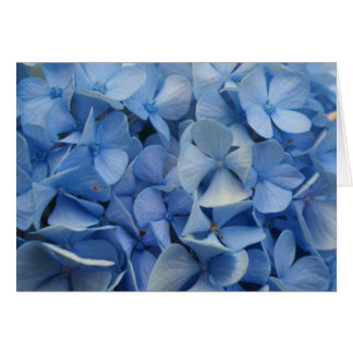 Carolina blue