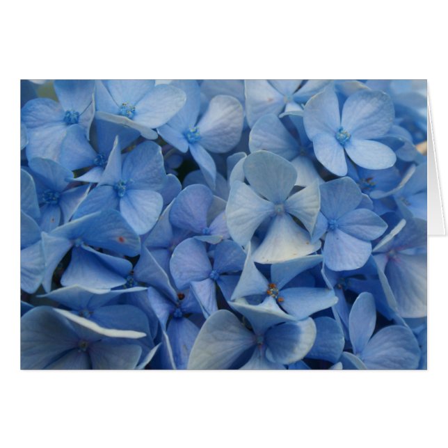 Carolina blue (Voorkant Horizontaal)