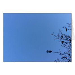 Carolina Blue, kaart