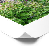 Carolina Cabin Poster (Hoek)