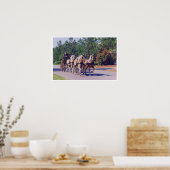 CAROLINA CARRIAGE POSTER (Keuken)