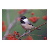 Carolina Chickadee Foto Afdruk (Voorkant)