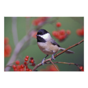 Carolina Chickadee Foto Afdruk
