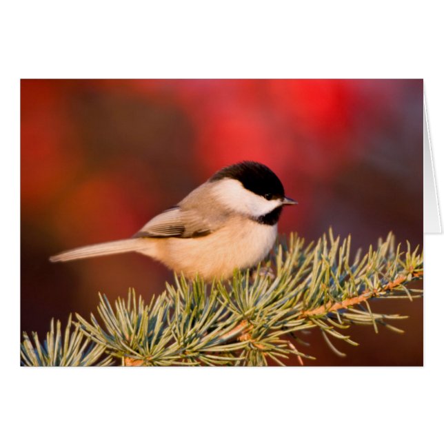 Carolina Chickadee in Blauwe Atlasceder (Voorkant Horizontaal)