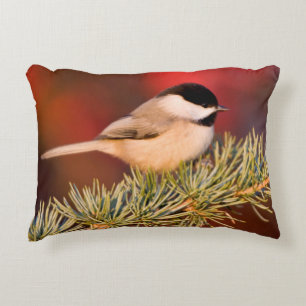 Carolina Chickadee in Blauwe Atlasceder Accent Kussen
