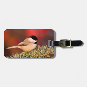 Carolina Chickadee in Blauwe Atlasceder Bagagelabel