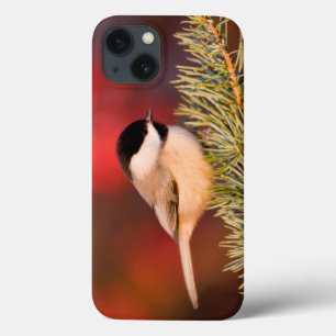 Carolina Chickadee in Blauwe Atlasceder iPhone 13 Hoesje