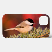 Carolina Chickadee in Blauwe Atlasceder Case-Mate iPhone Case (Achterkant (horizontaal))