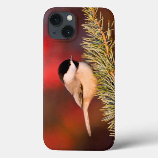 Carolina Chickadee in Blauwe Atlasceder Case-Mate iPhone Case (Achterkant)