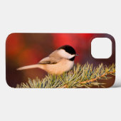 Carolina Chickadee in Blauwe Atlasceder Case-Mate iPhone Case (Achterkant (horizontaal))