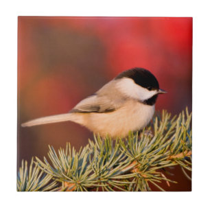 Carolina Chickadee in Blauwe Atlasceder Tegeltje