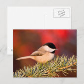 Carolina Chickadee in Blue Atlas Cedar Briefkaart (Voorkant / Achterkant)