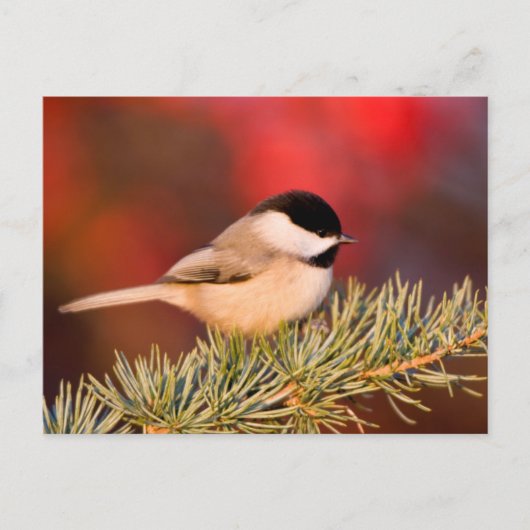 Carolina Chickadee in Blue Atlas Cedar Briefkaart (Voorkant)