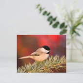 Carolina Chickadee in Blue Atlas Cedar Briefkaart (Staand voorkant)