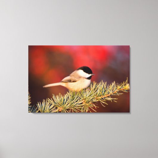 Carolina Chickadee in Blue Atlas Cedar Canvas Afdruk (Voorkant)