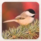 Carolina Chickadee in Blue Atlas Cedar Kartonnen Onderzetters (Voorkant)