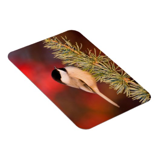 Carolina Chickadee in Blue Atlas Cedar Magneet (Rechterzijde)