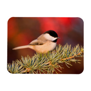 Carolina Chickadee in Blue Atlas Cedar Magneet