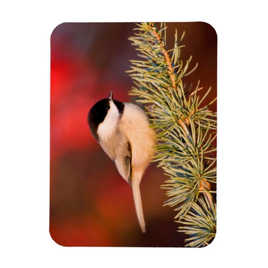 Carolina Chickadee in Blue Atlas Cedar Magneet (Verticaal)