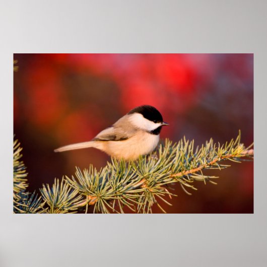 Carolina Chickadee in Blue Atlas Cedar Poster (Voorkant)