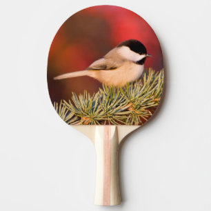 Carolina Chickadee in Blue Atlas Cedar Tafeltennisbatje