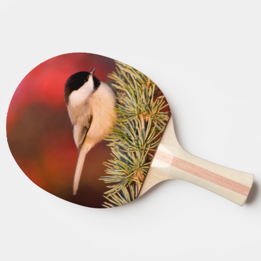 Carolina Chickadee in Blue Atlas Cedar Tafeltennisbatje (Zijkant)