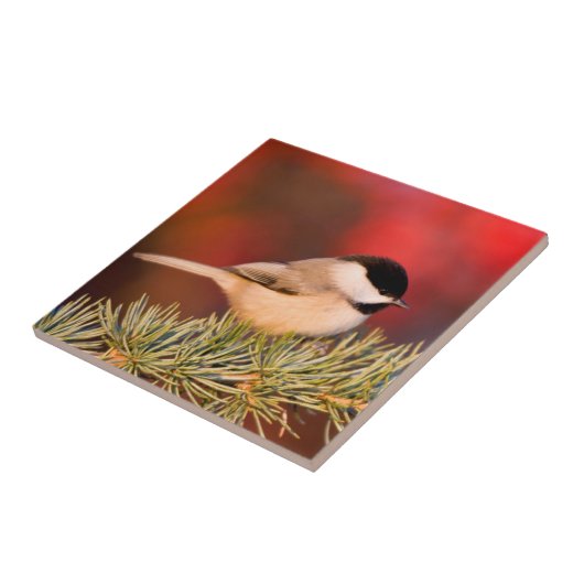 Carolina Chickadee in Blue Atlas Cedar Tegeltje (Zijkant)